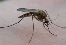Фото - Чем опасна для человека аллергия на комаров
