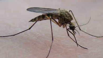 Фото - Чем опасна для человека аллергия на комаров