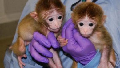 Фото - Учёные впервые создали двух клонов обезьяны по «методу овцы Долли»