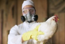 Фото - Птичий грипп станет непобедимым – ученые