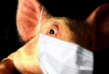 Фото - В Китае обнаружен новый штамм вируса свиного гриппа
