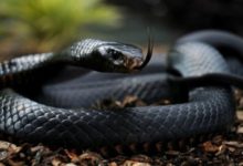 Фото - Учёные тестирует на себе яд змеи