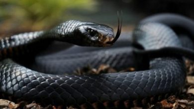 Фото - Учёные тестирует на себе яд змеи