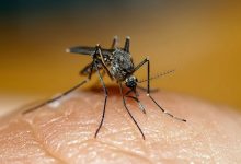 Фото - Врач-аллерголог рассказала, для кого наиболее опасны комары