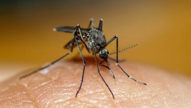 Фото - Врач-аллерголог рассказала, для кого наиболее опасны комары