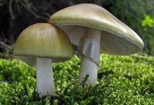 Фото - Врач-диетолог назвала самый опасный ядовитый гриб
